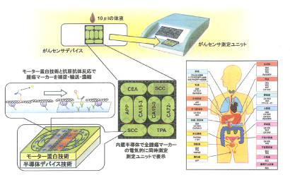 毛細血管内出血液流動性測定装置